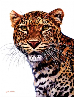 Leopard by Jack White Accent & Decor Tile JWA009AT
