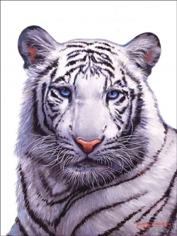 Siberian Tiger by Jack White Accent & Decor Tile JWA021AT