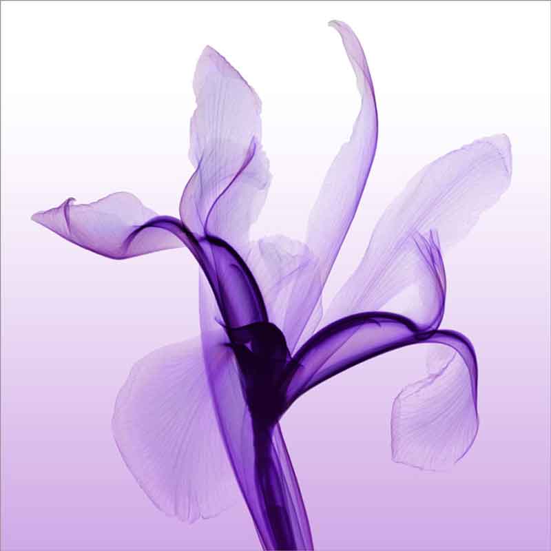 Iris by Hong Pham Accent & Decor Tile OB-HP08AT