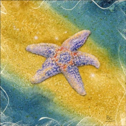 Jefferson Starfish Rocks - Crane Beach by Brian Cody Accent & Decor Tile POV-BCA003AT