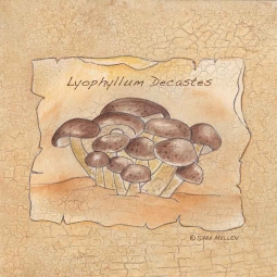 Mushrooms III by Sara Mullen Ceramic Accent & Decor Tile SM070AT