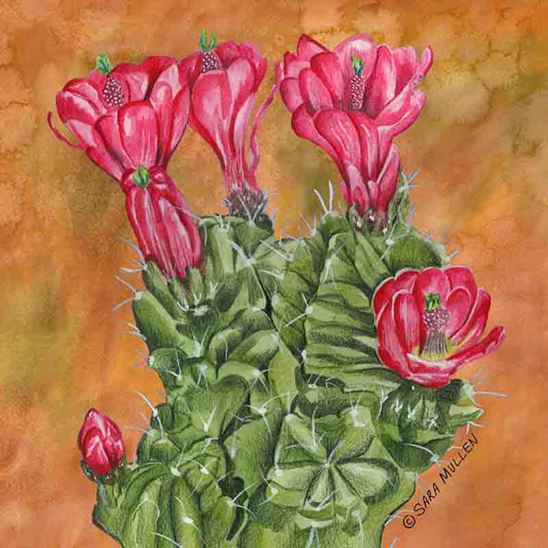Claret Cup Cactus by Sara Mullen Accent & Decor Tile SM107AT