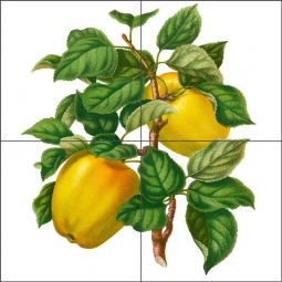Apple - Winter Prinses by Abraham Wendel Ceramic Tile Mural AJW003