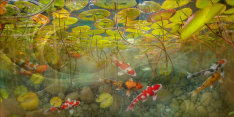 Celestial Fish I by Steve Hunziker Floor Tile Mural OB-SH844