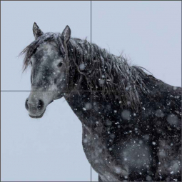 Young Snow Stallion by Carol J Walker Ceramic Tile Mural POV-CJW001