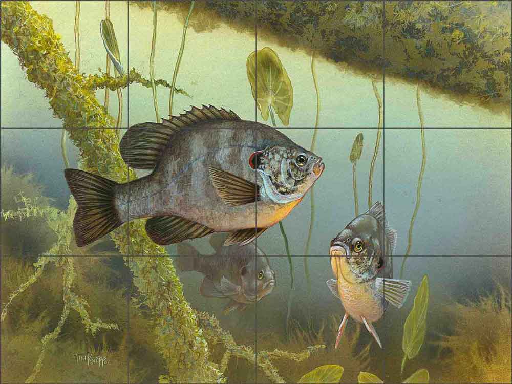 Redear Sunfish by Tim Knepp Ceramic Tile Mural - TKA009