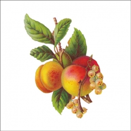 Vintage Fruit 036 by DP Art Ceramic Accent & Decor Tile AFR036AT