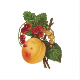 Vintage Fruit 180 by DP Art Ceramic Accent & Decor Tile AFR180AT