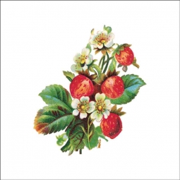 Vintage Fruit 259 by DP Art Ceramic Accent & Decor Tile AFR259AT