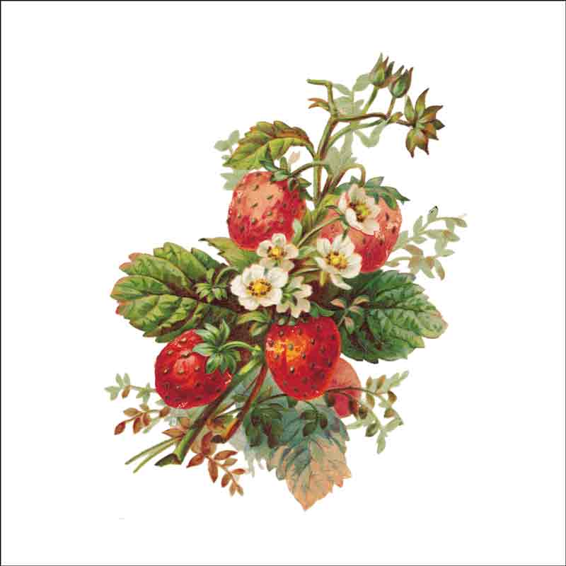 Vintage Fruit 288 by DP Art Ceramic Accent & Decor Tile AFR288AT
