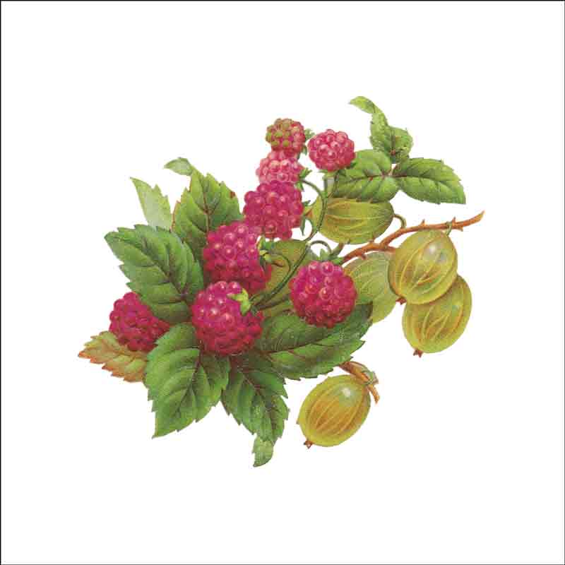 Vintage Fruit 297 by DP Art Ceramic Accent & Decor Tile AFR297AT