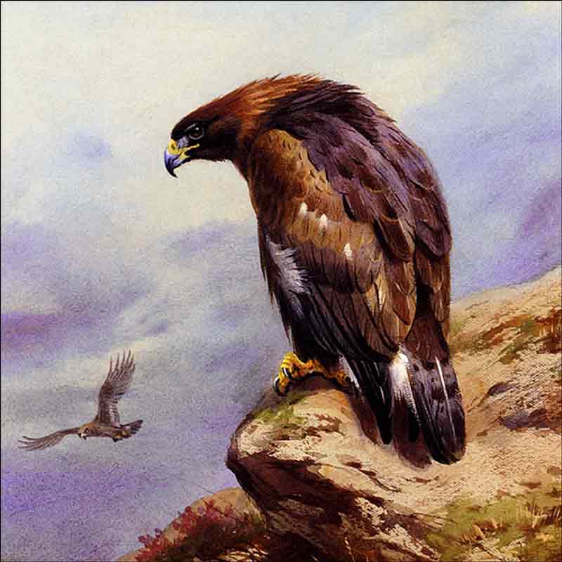 A Golden Eagle by Archibald Thorburn Ceramic Accent & Decor Tile AT2005AT