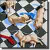 Cats & Dogs
