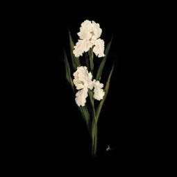 White Iris II by Carolyn Cook Ceramic Accent & Decor Tile - CC016