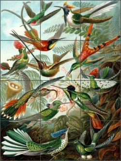 Trochilidae by Ernest Haeckel Ceramic Tile Mural - EH2001