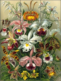 Orchidae by Ernest Haeckel Ceramic Tile Mural - EH2002