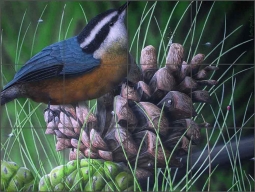 Nuthatch by Justin Sparks Ceramic Tile Mural JSA031