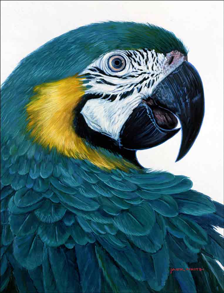 Macaw by Jack White Ceramic Accent & Decor Tile - JWA011AT