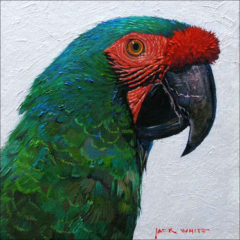 Green Parrot by Jack White Ceramic Accent & Decor Tile - JWA030AT