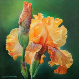 Iris Study II by Leslie Macon Ceramic Accent & Decor Tile - LMA057AT