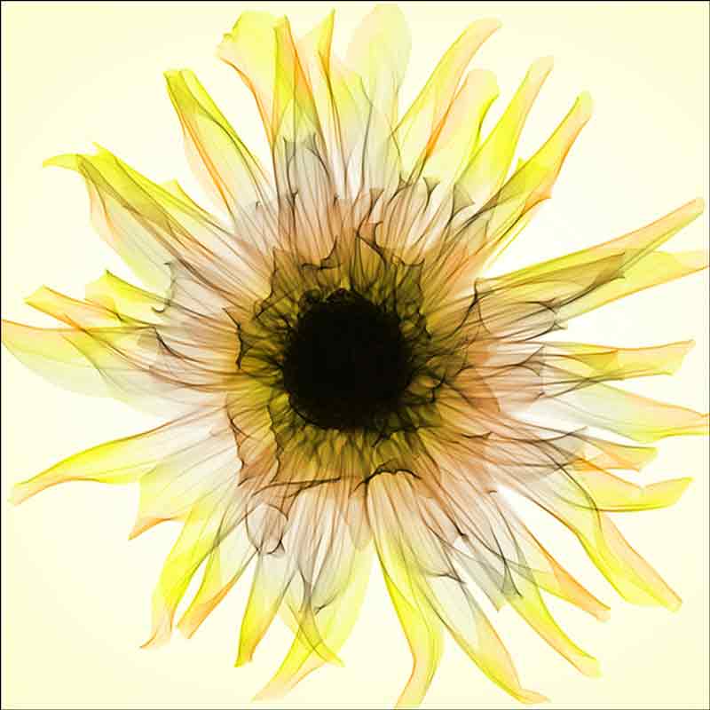 Dahlia by Hong Pham Ceramic Accent & Decor Tile OB-HP12aAT