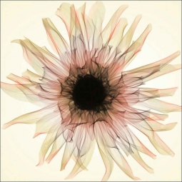 Dahlia - Sepia by Hong Pham Ceramic Accent & Decor Tile - OB-HP12cAT