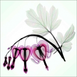 Bleeding Heart - Square by Hong Pham Ceramic Accent & Decor Tile - OB-HP25aAT