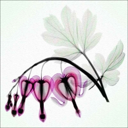 Bleeding Heart - Square by Hong Pham Glass Accent & Decor Tile - OB-HP25aAT