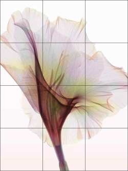 Gladiolus by Hong Pham Ceramic Tile Mural - OB-HP34