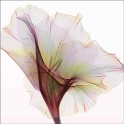 Gladiolus - Square by Hong Pham Ceramic Accent & Decor Tile - OB-HP34bAT