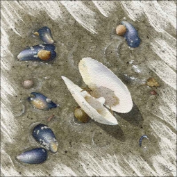 Pavilion Beach Laughing Clamshell by Brian Cody Floor Accent Tile - POV-BCA005AT