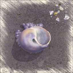 Seashells & Tiny Bubbles by Brian Cody Ceramic Accent & Decor Tile - POV-BCA006AT