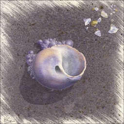 Seashells & Tiny Bubbles by Brian Cody Floor Accent Tile - POV-BCA006AT