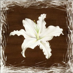 Brown Lily by Brian Cody Ceramic Accent & Decor Tile - POV-BCA010AT