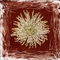 Red Mum by Brian Cody Ceramic Accent & Decor Tile - POV-BCA011AT
