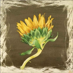 Sunflower Drying by Brian Cody Ceramic Accent & Decor Tile - POV-BCA012AT