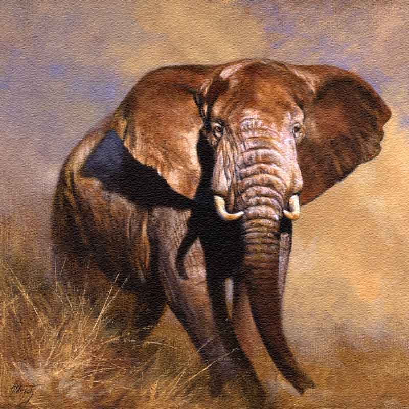 Elephant by Edward Aldrich Floor Accent Tile - RW-EA005AT