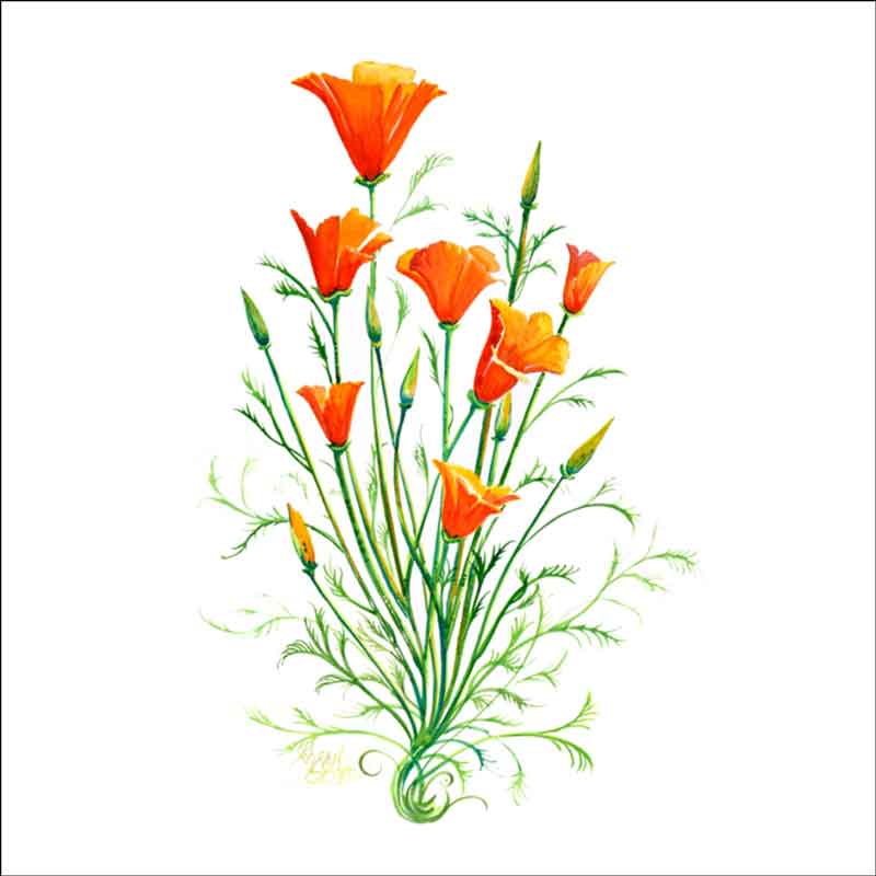 California Poppy by Susan Libby Ceramic Accent & Decor Tile - SLA042AT