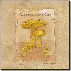 Mullen Mushroom Kitchen Ceramic Accent Tile 4.25" x 4.25" - SM072AT