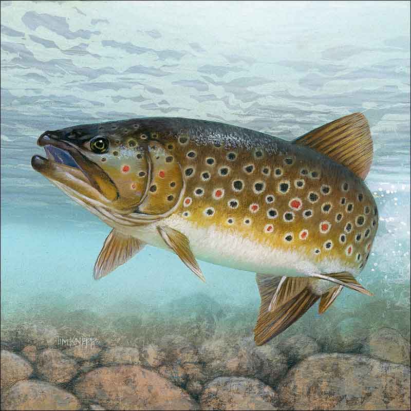 Brook Trout by Tim Knepp Ceramic Accent & Decor Tile - TKA001AT