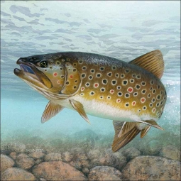 Brook Trout by Tim Knepp Ceramic Accent & Decor Tile - TKA001AT