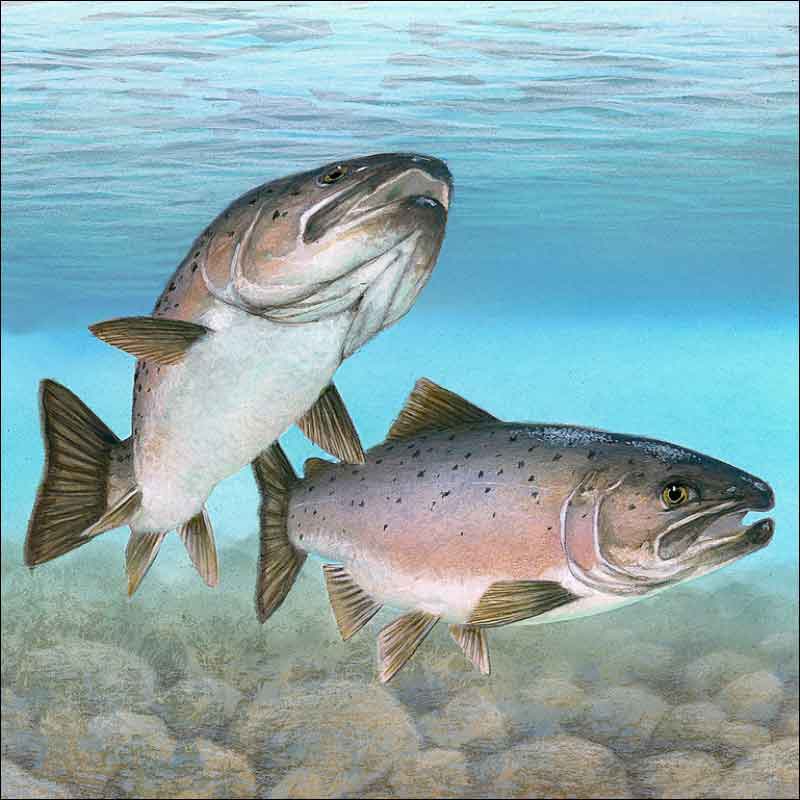 Atlantic Salmon by Tim Knepp Ceramic Accent & Decor Tile - TKA002AT