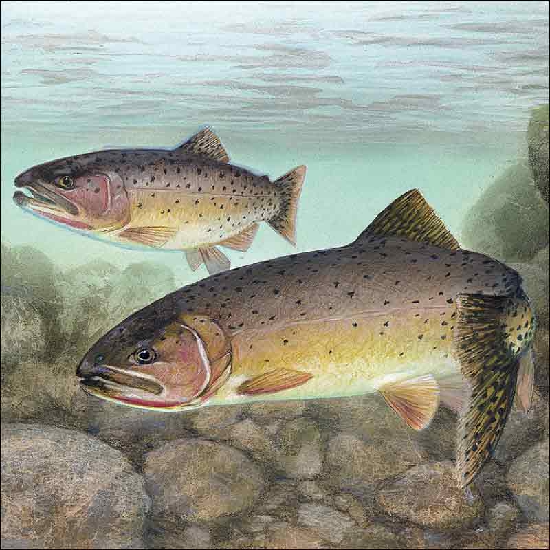 Cutthroat Trout by Tim Knepp Ceramic Accent & Decor Tile - TKA003AT
