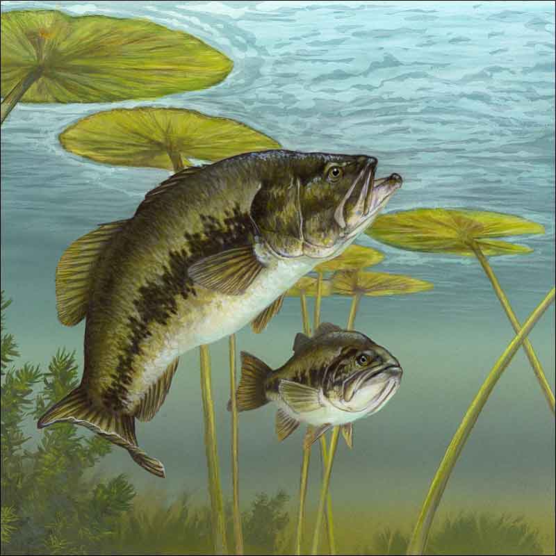 Largemouth Bass by Tim Knepp Ceramic Accent & Decor Tile - TKA005AT