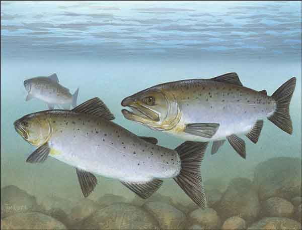 Pacific Salmon by Tim Knepp Ceramic Accent & Decor Tile - TKA006AT
