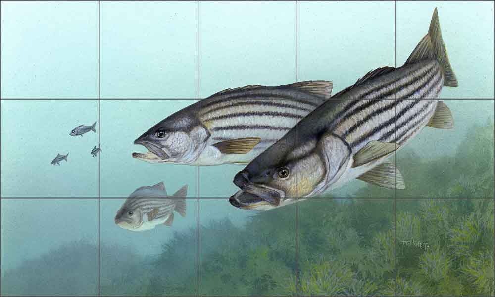 Striped Bass by Tim Knepp Ceramic Tile Mural - TKA011