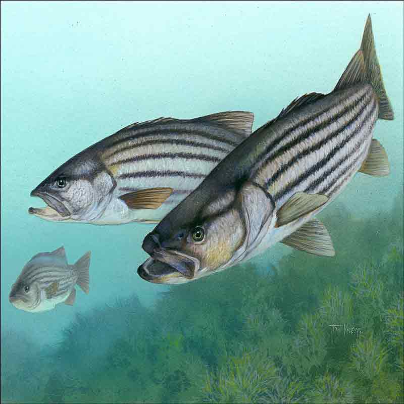 Striped Bass by Tim Knepp Ceramic Accent & Decor Tile - TKA011AT