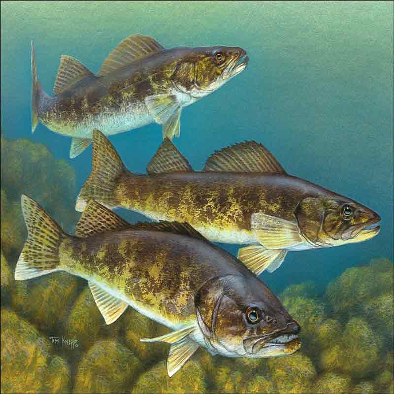 Walleye by Tim Knepp Ceramic Accent & Decor Tile - TKA012AT